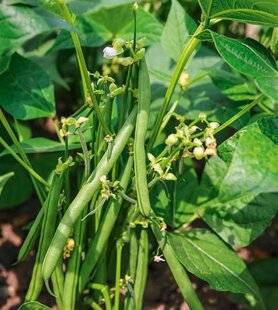 L'Ami des Jardins 1178 LAISSER LES HARICOTS VERTS REFLEURIR