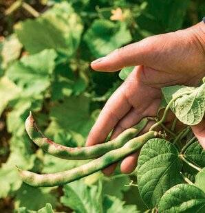 L'Ami des Jardins 1178 GARE À L'HUMIDITÉ SUR LES HARICOTS À GRAINS