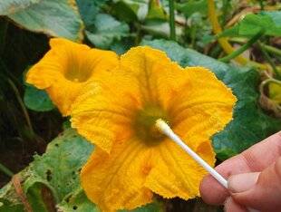 L'Ami des Jardins 1178 FÉCONDER LES COURGETTES
