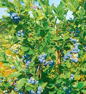 L'Ami des Jardins 1178 UNE MYRTILLE POUR DÉBUTANT