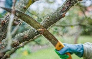 L'Ami des Jardins 1178 CHASSER LES CHANCRES MAINTENANT