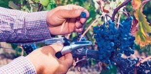 L'Ami des Jardins 1178 MESURER LA MATURITÉ DES FRUITS