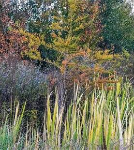 L'Ami des Jardins 1178 SUPERBE FIN D'ÉTÉ PRÈS DE L'EAU