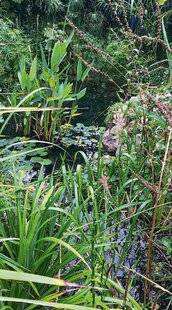 L'Ami des Jardins 1178 PENSER AUX REFLETS