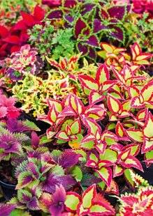 L'Ami des Jardins 1178 BOUTURER LES COLÉUS