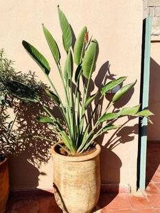 L'Ami des Jardins 1178 Mon strelitzia n'est pas en forme