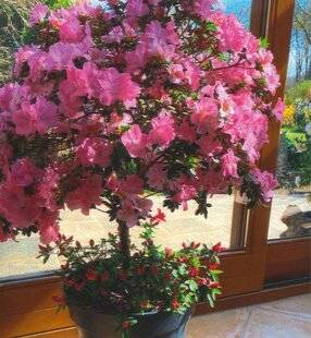L'Ami des Jardins 1178 ÉTONNANTE FLORAISON