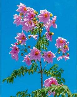 L'Ami des Jardins 1178 DAHLIA GÉANT