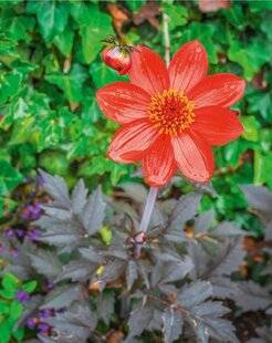 L'Ami des Jardins 1178 DAHLIA 'BISHOP OF AUCKLAND'