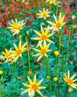 L'Ami des Jardins 1178 DAHLIA 'HONKA'