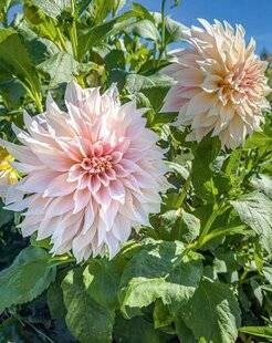 L'Ami des Jardins 1178 DAHLIA 'CAFÉ AU LAIT'