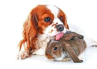 L'Ami des Jardins 1178 FAIRE COHABITER chien et lapin nain