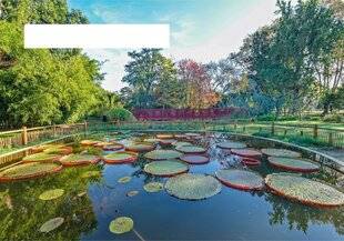 L'Ami des Jardins 1178 LE JARDIN DES PLANTES DE SAINT-CYPRIEN