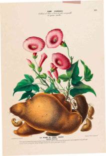 L'Ami des Jardins 1178 LA PATATE DOUCE