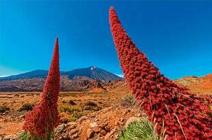 L'Ami des Jardins 1179 Les chandelles du volcan