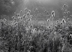 L'Ami des Jardins 1179 Quand l'âme des plantes murmure…