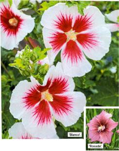 L'Ami des Jardins 1179 Des fleurs géantes
