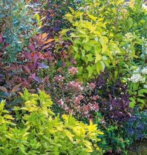 L'Ami des Jardins 1179 50 arbres et arbustes pour les haies