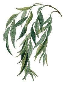 L'Ami des Jardins 1179 LES FORMES PLEUREUSES des tonnelles naturelles