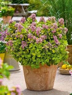 L'Ami des Jardins 1179 LES NOUVEAUX ARBUSTES sont arrivés !