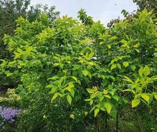 L'Ami des Jardins 1179 Ils se moquent de la sécheresse