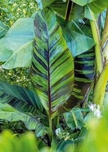 L'Ami des Jardins 1179 Des envies de tropiques ?