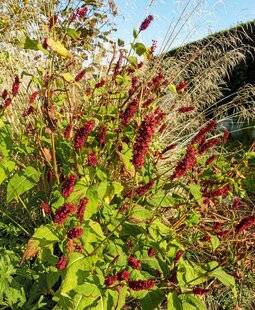 L'Ami des Jardins 1179 FLAMMES AUTOMNALES