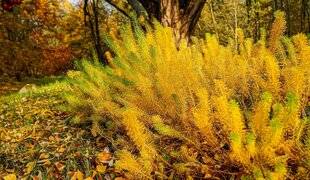 L'Ami des Jardins 1179 IL N'Y PAS QUE LES FLEURS…