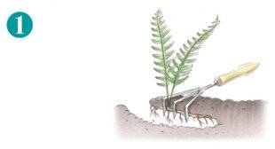 L'Ami des Jardins 1179 DIVISER LES POLYPODES