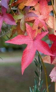 L'Ami des Jardins 1179 Couleurs