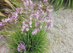 L'Ami des Jardins 1179 COMMENT DIVISER LES TULBAGHIAS