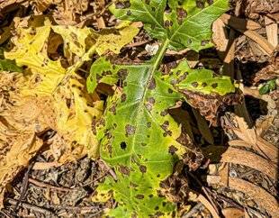 L'Ami des Jardins 1179 DES TACHES NOIRES SUR LES ACANTHES