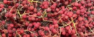 L'Ami des Jardins 1179 LA RÉCOLTE DU POIVRE DE SICHUAN, C'EST MAINTENANT !