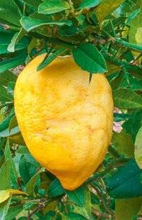 L'Ami des Jardins 1179 AVEC 'DIAMANTE', BIENVENUE AU PAYS DES GÉANTS!