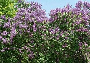 L'Ami des Jardins 1179 DES LILAS EN HAIE CHAMPÊTRE