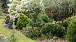 L'Ami des Jardins 1179 PLANTER UN CONIFÈRE NAIN
