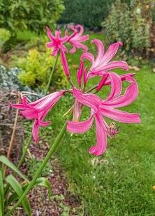 L'Ami des Jardins 1179 UNE FLORAISON TARDIVE