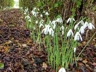 L'Ami des Jardins 1179 UN PERCE-NEIGE VRAIMENT PAS COMME LES AUTRES