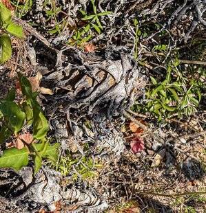 L'Ami des Jardins 1179 SAUVER UN ALOÈS ARBORESCENT QUI DÉPÉRIT