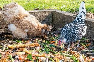 L'Ami des Jardins 1179 POULES : DES RESTES COUPÉS MENUS