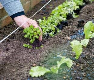 L'Ami des Jardins 1179 DES SALADES POUR L'HIVER