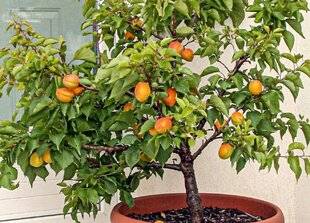 L'Ami des Jardins 1179 QUEL POT POUR UN MINIFRUITIER ?