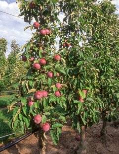 L'Ami des Jardins 1179 PENSER AUX FRUITIERS COLONNAIRES