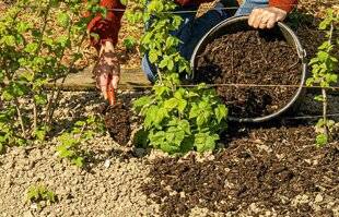 L'Ami des Jardins 1179 COMPOST POUR PETITS FRUITS ROUGES