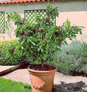 L'Ami des Jardins 1179 UN CERISIER DANS UN PETIT JARDIN