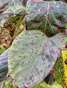 L'Ami des Jardins 1179 DES TACHES SUR LES FEUILLES DU COGNASSIER