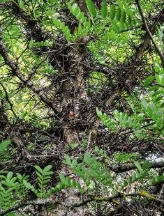 L'Ami des Jardins 1179 UN ARBRE À FÈVES SUR LA BERGE
