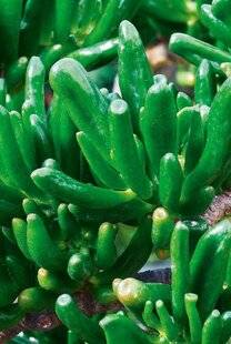 L'Ami des Jardins 1179 DES CRASSULAS ORIGINALES
