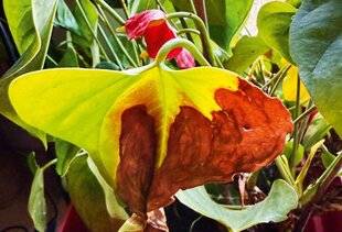 L'Ami des Jardins 1179 LES FEUILLES D'ANTHURIUM SE DESSÈCHENT