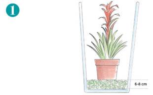 L'Ami des Jardins 1179 INSTALLER UN GUZMANIA